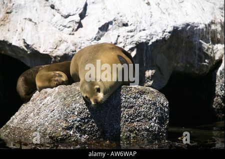 Seelöwen in der Nähe von der Küstenwache Pier Monterey Bay, Kalifornien, USA Stockfoto