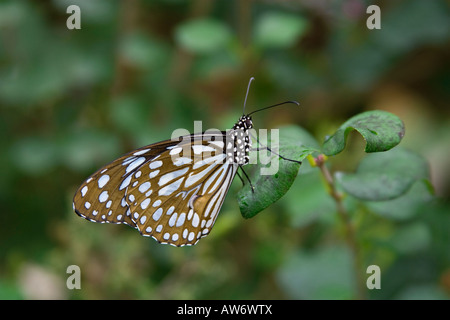 Blaue glasig Tiger Schmetterling Stockfoto