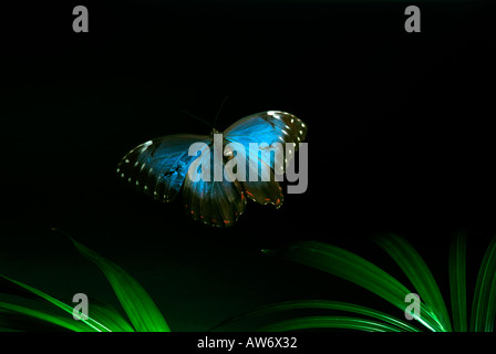 Morpho Peleides Schmetterling im Flug high-Speed Fototechnik South Central Amerika Stockfoto