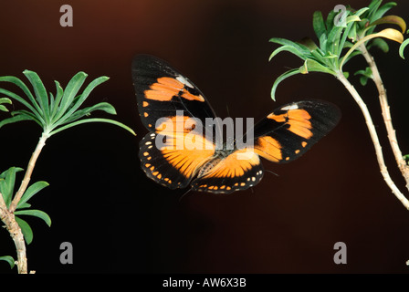 Mocker Schwalbenschwanz Schmetterling Papilio Dardanus im Flug high-Speed-Fototechnik Stockfoto