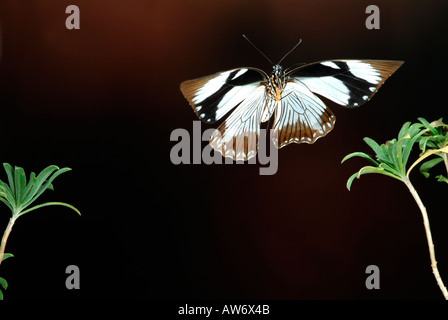 Mocker Schwalbenschwanz Schmetterling Papilio Dardanus im Flug high-Speed-Fototechnik Stockfoto