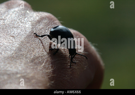 großer schwarzer regen Käfer auf dem Rücken der Hand eines Mannes mit einer Delle in seinem Flügel Stockfoto