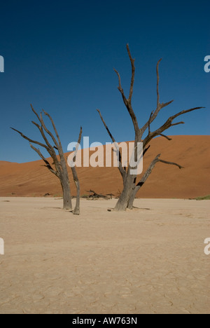 Kameldornbäume, Namibia Stockfoto