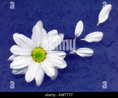 weiße Chrysantheme auf blauem Hintergrund Stockfoto