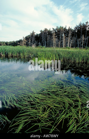 Elk126 5294 Kanada Prince-Edward-Insel Prince Edward Island NP Küsten Marsh Lebensraum Stockfoto