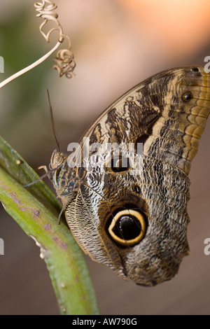 Owl Butterfly, Ögon fjäril (Caligo eurilochus) Stockfoto