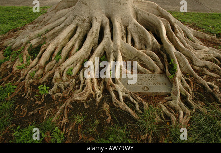 Großer Baumwurzeln an der National Memorial Friedhof Ohau Stockfoto