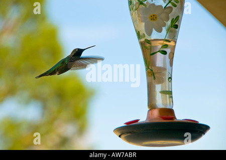 Kolibri am Feeder Stockfoto