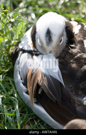 Lange tailed Oldsquaw Ente [Clangula Hyemalis] Stockfoto