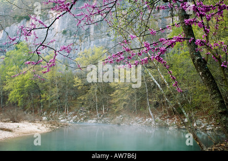 Red Bud Bäume entlang der Buffalo River Stahl Bucht starten Old River Trail Buffalo National River Arkansas Stockfoto