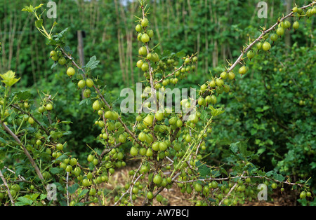 Starke Entlaubung verursacht durch Stachelbeere Blattwespen Nematus Ribesii Larven ernähren Stockfoto