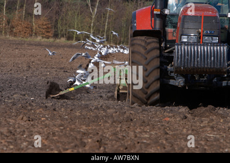 Detail eines Traktors Bodenbearbeitung ein Acker mit Möwen nach Fütterung auf die Würmer Stockfoto