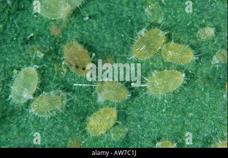 Glasshouse Mottenschildläuse Skalen Puppen parasitiert von parasitoiden Wespen Eretmocerus eremicus Stockfoto