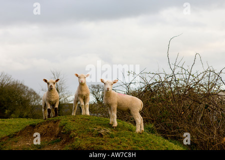 Neugierig Lämmer in der Devonshire-Landschaft Stockfoto