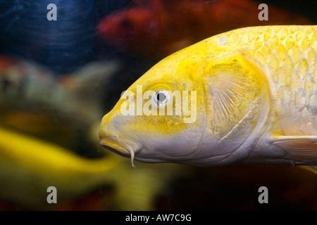 Karpfen, Koikarp (Cyprinus carpio) Stockfoto