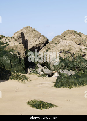 Sandstrand, Felsen und Algen bei Ebbe, Hafen Cove, Padstow Bay, Cornwall, UK Stockfoto