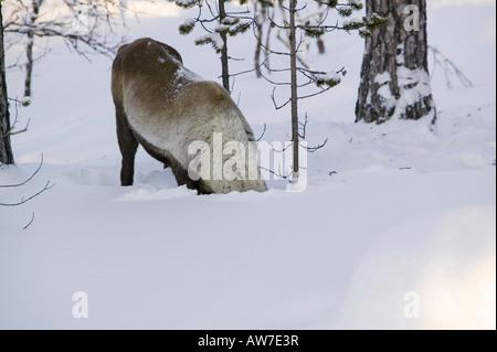 Rentiere auf Nahrungssuche in Nord-Finnland im Winter in der Nähe von Saariselkä Stockfoto