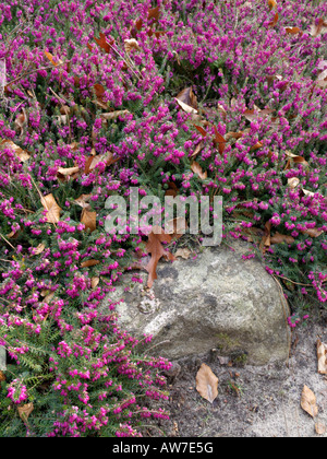 Winter Heidekraut (Erica oleracea 'Winterfreude' syn. Erica Herbacea "winterfreude") Stockfoto