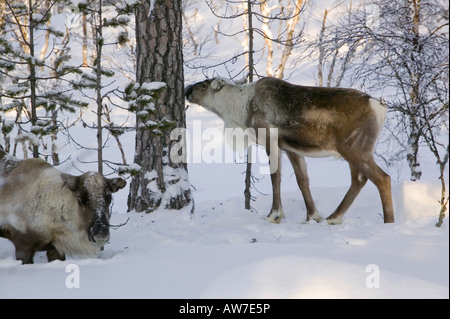 Rentiere auf Nahrungssuche in Nord-Finnland im Winter in der Nähe von Saariselkä Stockfoto