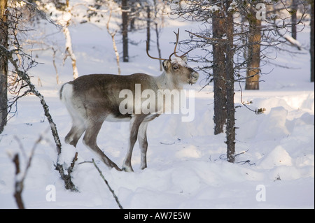 Rentiere auf Nahrungssuche in Nord-Finnland im Winter in der Nähe von Saariselkä Stockfoto