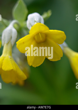 Primel (Primula Palinuri) Stockfoto