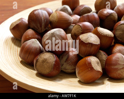Hasel (Corylus maxima) Stockfoto