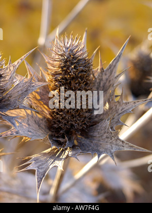 Giant Sea Holly (eryngium giganteum) Stockfoto