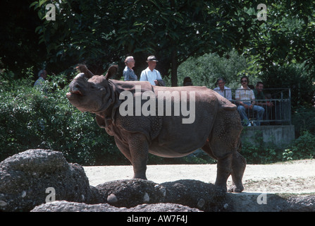 Besucher gerade indische Nashorn Zoo Basel Schweiz Stockfoto