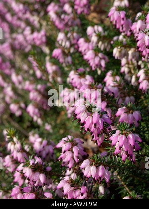 Winter Heidekraut (Erica elegans Syn. Erica herbacea) Stockfoto