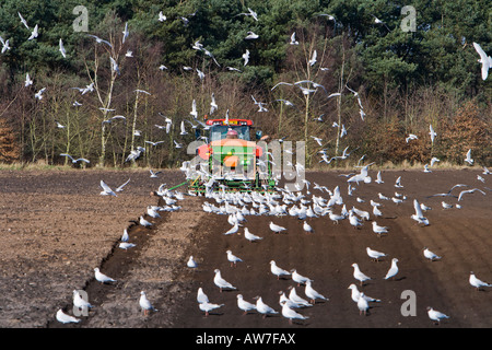 Detail eines Traktors Bodenbearbeitung ein Acker mit Möwen nach Fütterung auf die Würmer Stockfoto