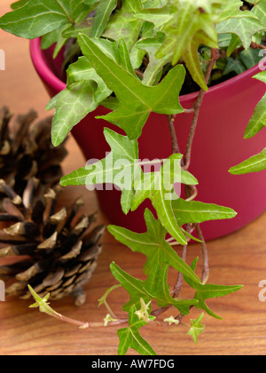 Gemeinsame Efeu (Hedera helix) Stockfoto