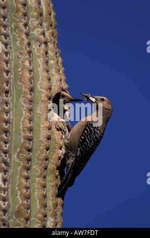 Gila Specht männlich und weiblich, Melanerpes Uropygialis, an Bruthöhle in Saguaro Kaktus. Stockfoto