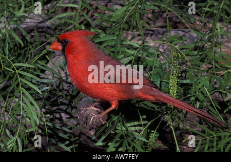 Nördlichen Kardinal männlich, Cardinalis Cardinalis, in Mesquite-Baum. Stockfoto