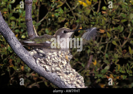 Costas Kolibri weiblich, Calypte besteht, mit Feder in Rechnung am Nest. Stockfoto