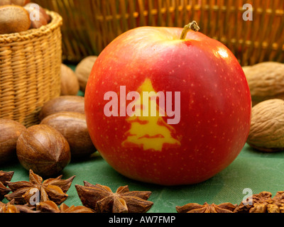 Orchard Apfel (Malus x domestica) mit Weihnachtsbaum Stockfoto