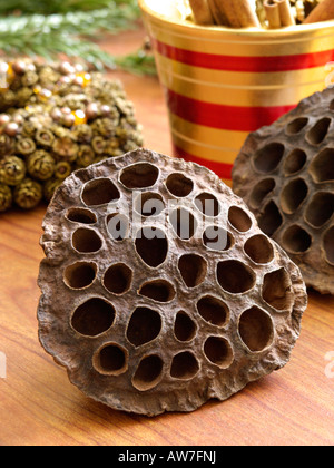 Lotusblume (Nelumbo nucifera) Stockfoto