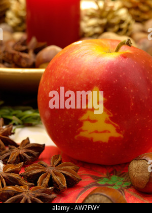 Orchard Apfel (Malus x domestica) mit Weihnachtsbaum Stockfoto