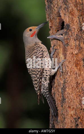 Nördlichen Flackern rot-Achs männlich und eingebettet, Colaptes Auratus am nest Eingang Hohlraum im Kiefer. Stockfoto