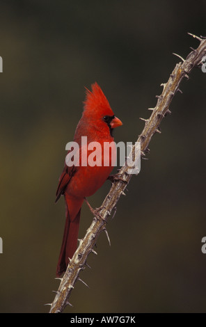 Nördlichen Kardinal männlich, Cardinalis Cardinalis, thront auf Ocotillo Zweig. Stockfoto