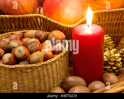 Hasel (Corylus maxima) Stockfoto