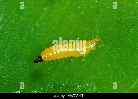 Erbse Thrips Kakothrips Pisivorus Nymphe oder Larve auf einem Blatt Erbse Stockfoto