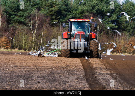 Detail eines Traktors Bodenbearbeitung ein Acker mit Möwen nach Fütterung auf die Würmer Stockfoto