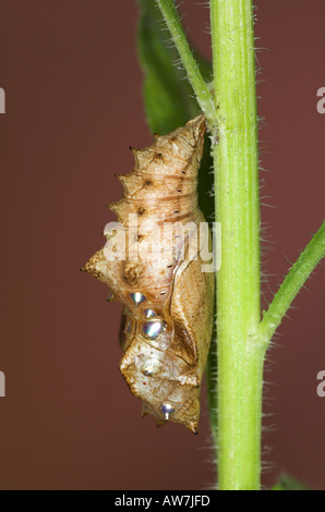 Silber gewaschen Fritillary Schmetterling Puppen Argynnis Paphia Vereinigtes Königreich Stockfoto