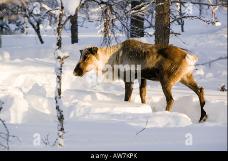 Rentiere auf Nahrungssuche in Nord-Finnland im Winter in der Nähe von Saariselkä Stockfoto