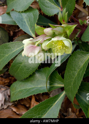 Nieswurz (Helleborus x sternii) Stockfoto