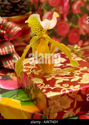 Lady's Slipper orchid (paphiopedilum) Stockfoto