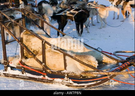 Schlittenhunde in Saariselkä Nordfinnland Stockfoto