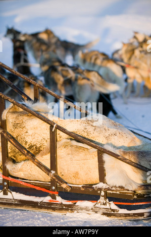 Schlittenhunde in Saariselkä Nordfinnland Stockfoto