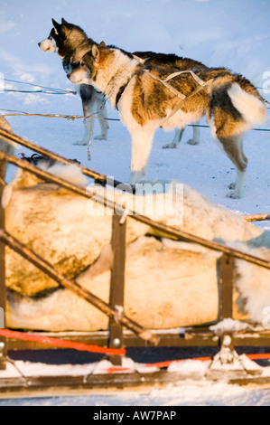Schlittenhunde in Saariselkä Nordfinnland Stockfoto