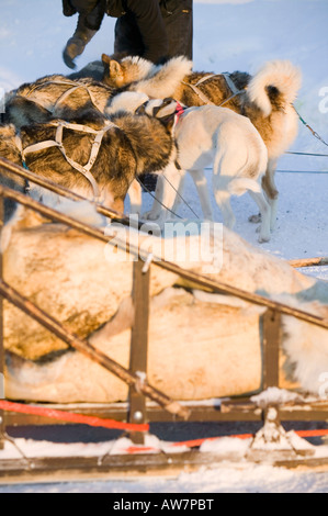 Schlittenhunde in Saariselkä Nordfinnland Stockfoto